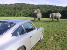 Elephant 911