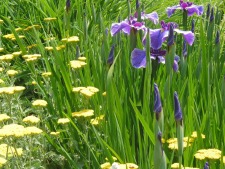 Flowers1