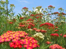 Flowers2