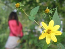 Lost Flower