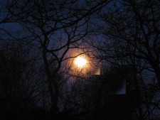 Moon Trees