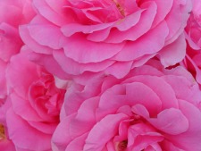 Pink Flowers