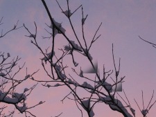 Purple Sky