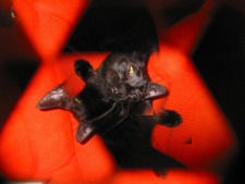 Tricat