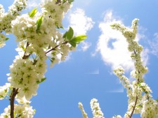 Whiteflowers