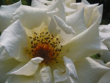White Flower